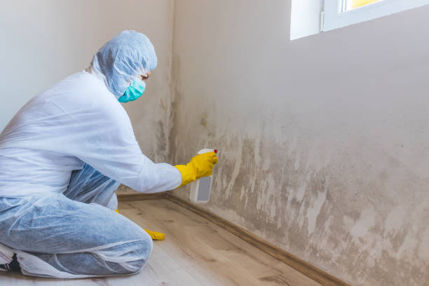 Licensed Mold Removal service in Bloomington, TX - 24 Hour Mold Removal