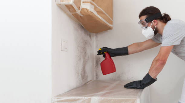 Professional Mold Removal technician working in Bloomington, TX